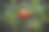 9月花园图片下载