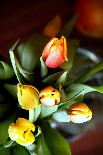 一束早晨的郁金香图片下载