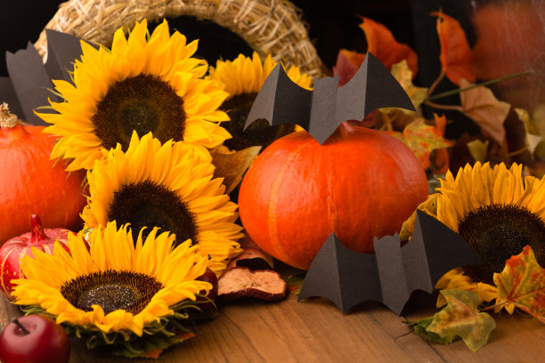 万圣节假期作文。向日葵，干叶子，南瓜，苹果和花楸浆果在乡村木制背景。图片下载