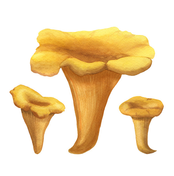 三套水彩手绘鸡油菌孤立在白色背景。黄色和橙色的野生森林蘑菇图像。可食用的金斑蝥。适合菜单和食谱。图片下载