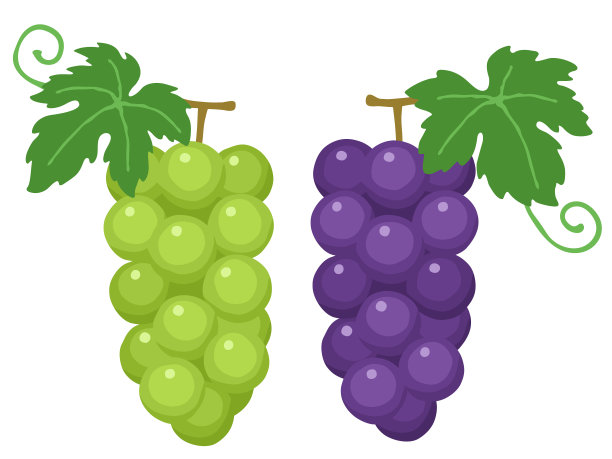 一串紫色和绿色的葡萄的插图图片下载