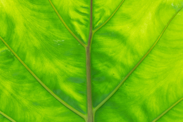 详细的图案和绿叶背景图片下载