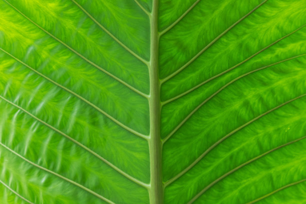 详细的图案和绿叶背景图片下载