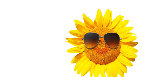 白色背景上带太阳镜的有趣向日葵图片下载