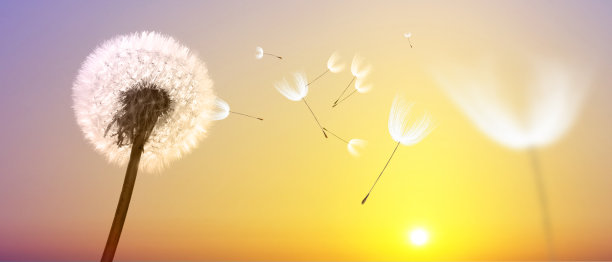 日落上羽毛飞舞的蒲公英花。图片下载