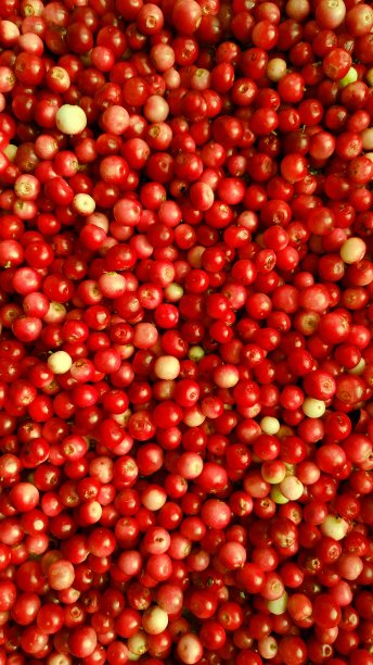 收获成熟的越橘的背景图片下载