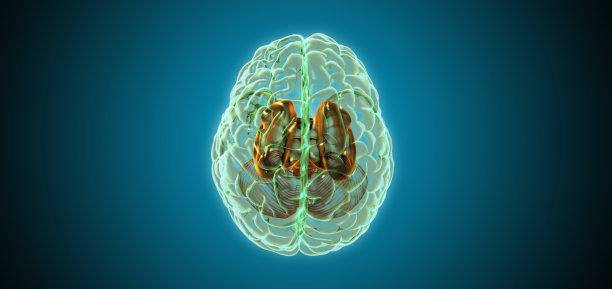3D渲染透明大脑插图在绿色BG发光图片下载