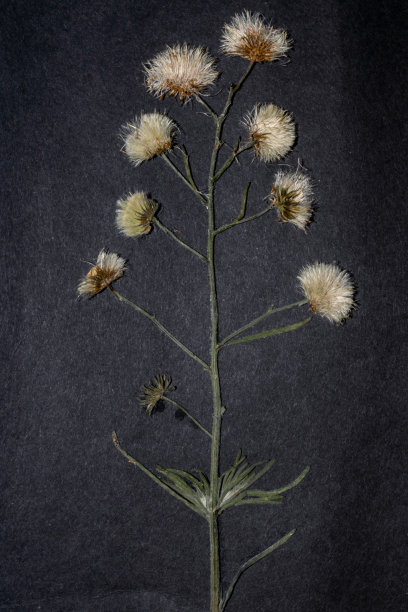 按下蒲公英图片下载