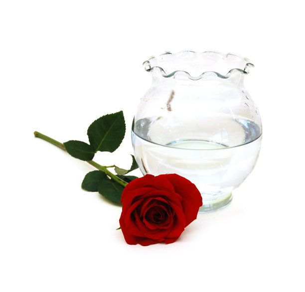 一朵单独的红玫瑰和一个花瓶，孤立在白色的背景下。图片下载