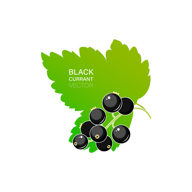 黑醋栗浆果向量图片下载