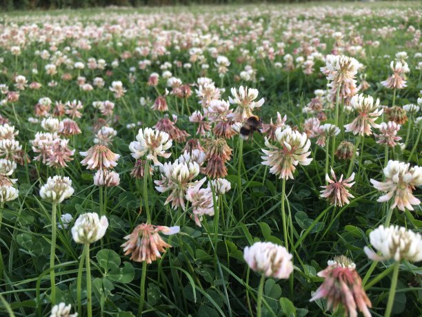 三叶草领域图片下载