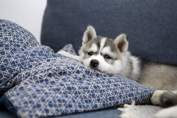 可爱的哈士奇小狗图片下载