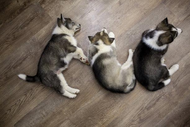 可爱的哈士奇小狗图片下载