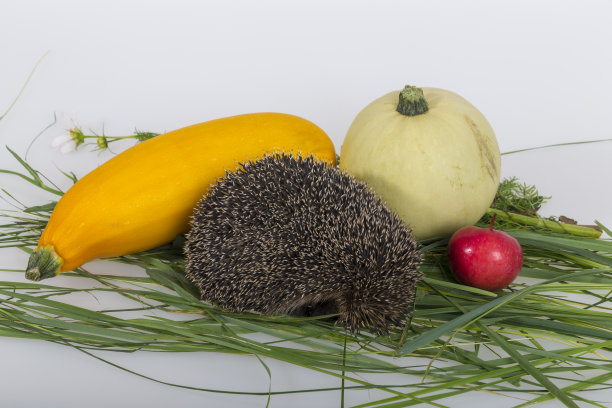 刺猬。秋天的静物画。图片下载