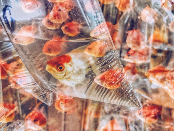 的金鱼图片下载