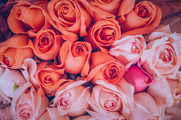 特写玫瑰花束图片下载