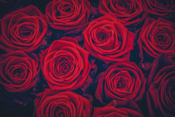 特写玫瑰花束图片下载