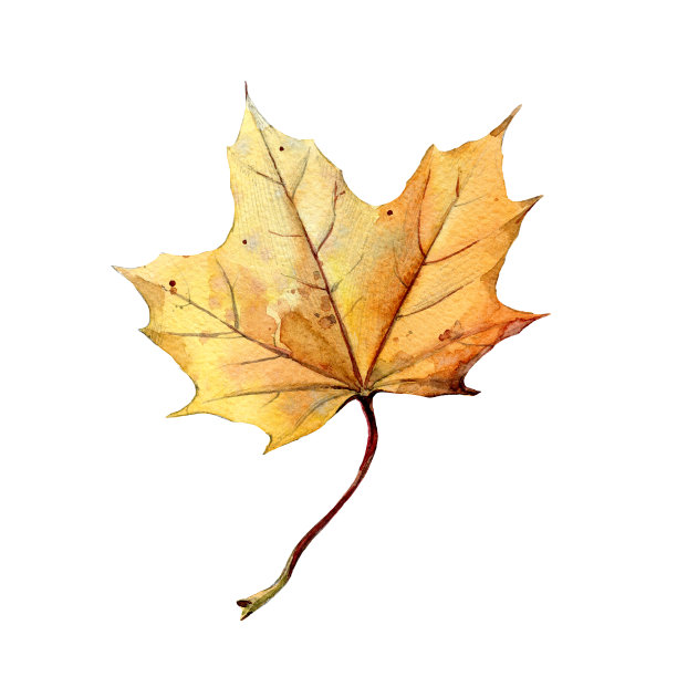 黄色的秋叶孤立在白色的背景，水彩插图。图片下载