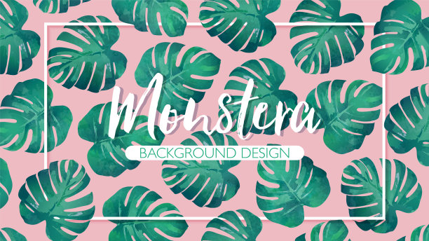 Monstera叶子在粉红色的背景与框架图片下载