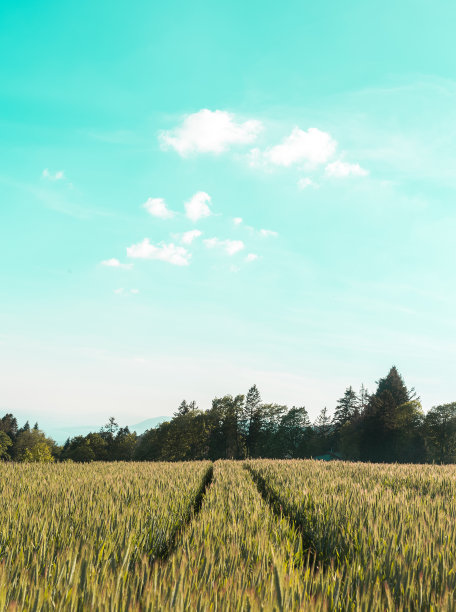 蓝绿色的领域图片下载