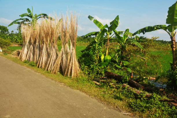 近距离拍摄长枝黄麻植物绑在中间，在阳光下晾晒，选择性聚焦图片下载