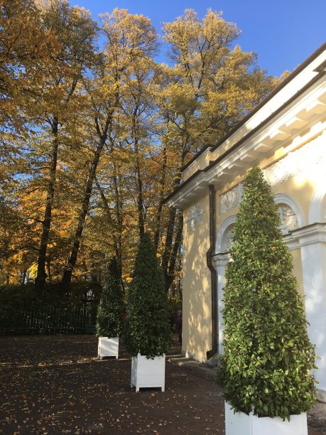 秋天的树木和风景在圣彼得堡的夏季花园的背景下，无云的蓝天图片下载