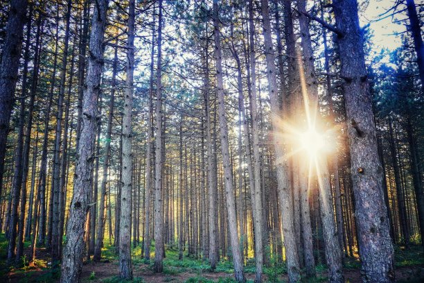 阳光穿过森林中的树木图片下载