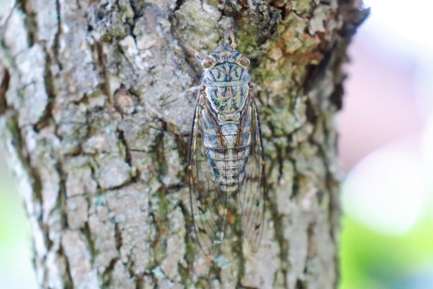 筑波希， 青田图片下载