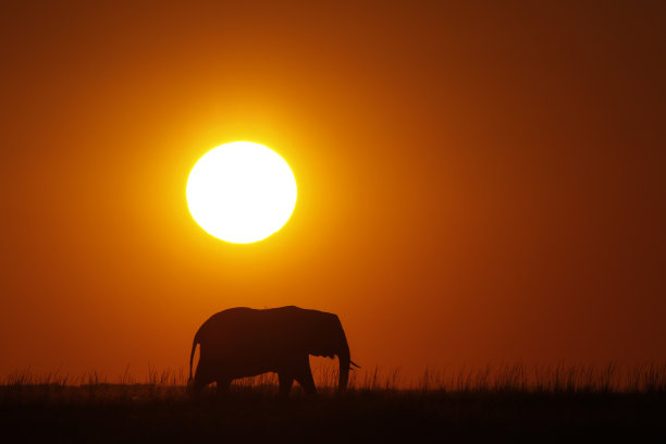 动物大象野生动物非洲野生动物园自然草原草原日落剪影橙色天空尘埃丘比博茨瓦纳图片下载