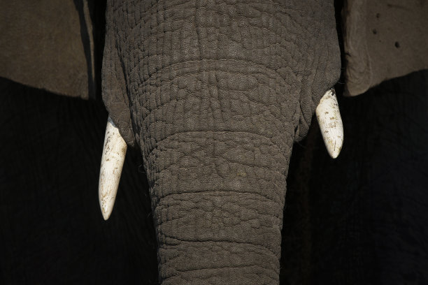 动物大象野生动物非洲野生热带草原象牙象鼻近距离细节克鲁格图片下载