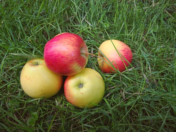 绿草地上堆着几个红黄相间的苹果。一堆美味的有机苹果掉落在草地上，只剩下一个苹果。秋夏丰收。秋天背景图片下载
