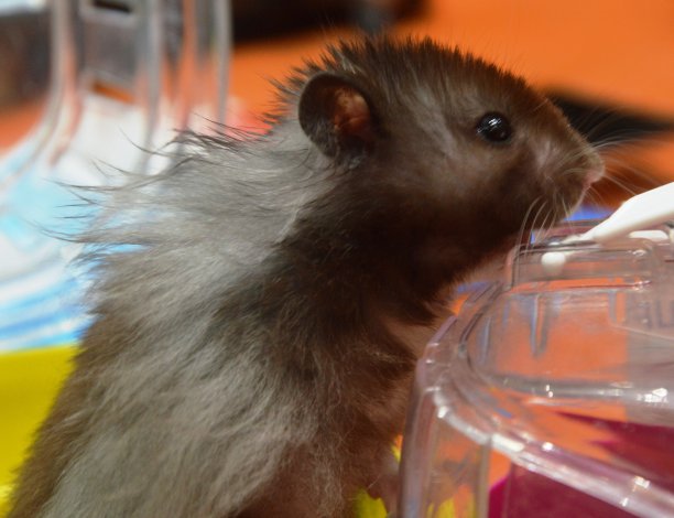 装饰性的仓鼠。图片下载