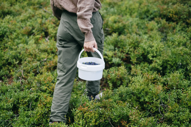 满满一桶从森林里摘来的新鲜覆盆子图片下载