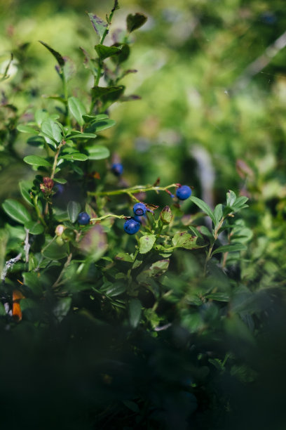 灌木丛中成熟的蓝莓图片下载