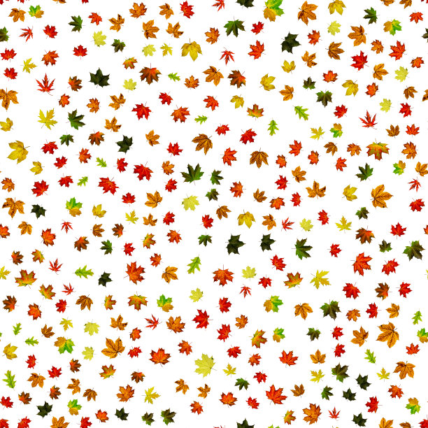 秋天叶子的背景。季节的落叶落下背景。秋季黄红，叶上孤立橙色，白色无缝图案。色彩斑斓的枫树叶。图片下载