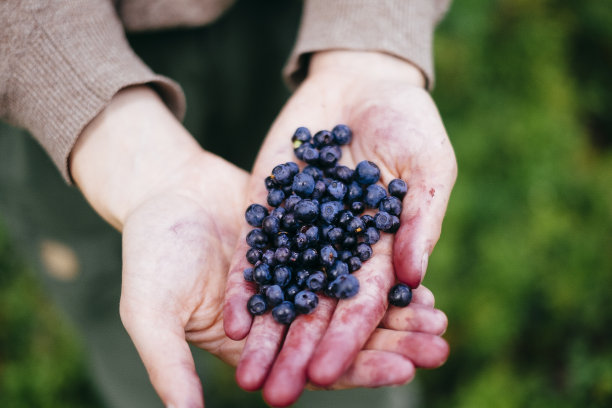 满手新鲜采摘的森林蓝莓图片下载