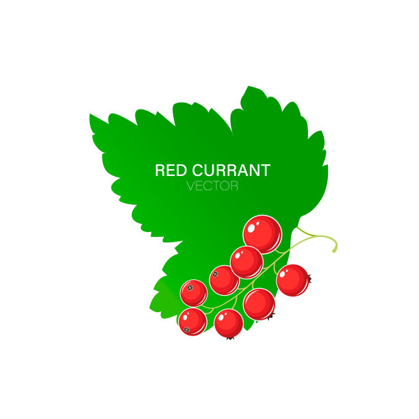 红醋栗浆果向量图片下载