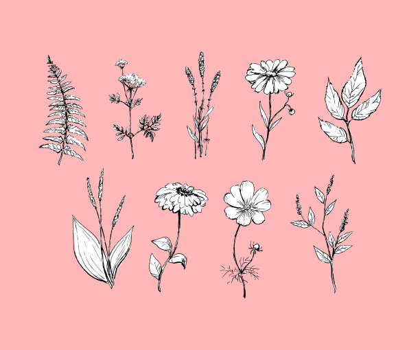 植物学。集。复古的花。黑色和白色插图风格的雕刻。图片下载