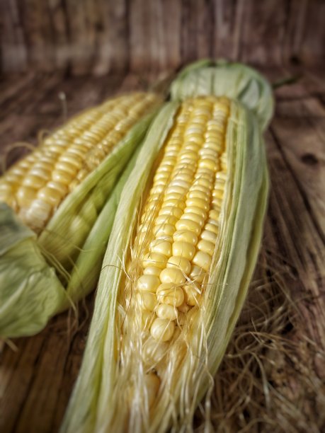 玉米图片下载