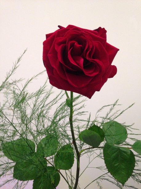 红玫瑰图片下载