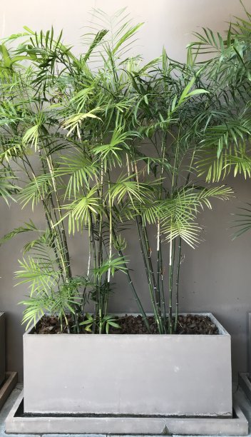 竹在砖锅里。图片下载