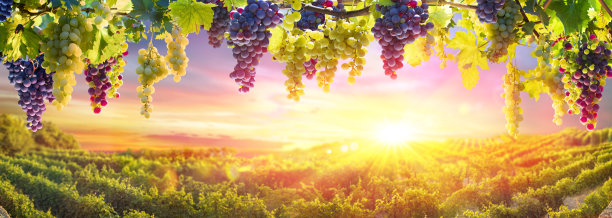 在日落时分，葡萄悬挂在葡萄园里图片下载