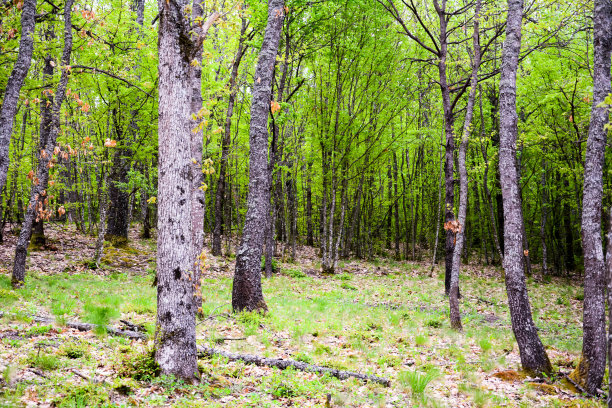 郁郁葱葱的绿色混合森林景色图片下载