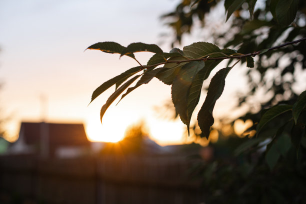 图片上一个大的绿色灌木生长在树附近的日落背景图片下载