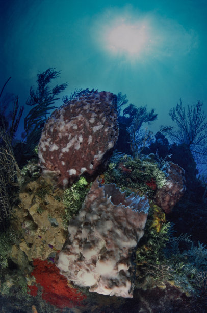 加勒比珊瑚花园图片下载