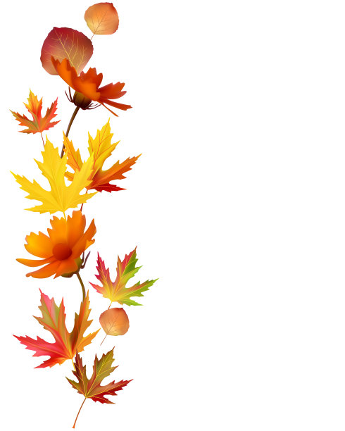 枫叶。花。美丽的秋天背景。模式。黄色的。橙色。图片下载