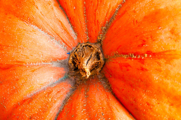 天然南瓜食品背景。秋天的丰收节和万圣节的家装。特写,复制空间图片下载