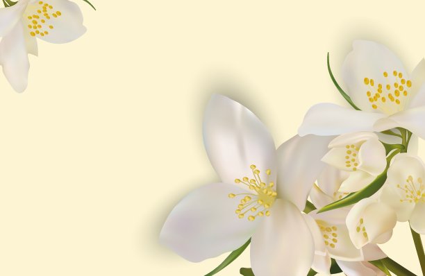 美丽的茉莉花背景为您的文本或横幅。白色的盛开的茉莉花。用于美容产品、香水或药品的横幅。黄色背景上的3d茉莉。矢量插图。图片下载