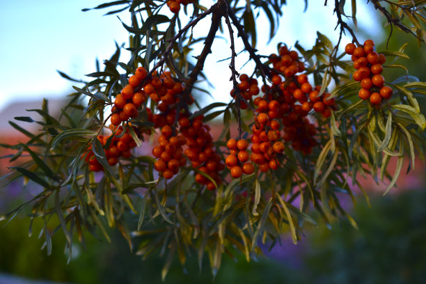 傍晚，成熟的沙棘浆果的树枝图片下载