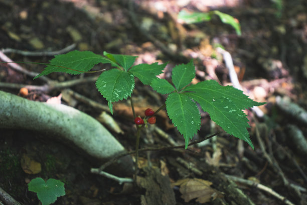 人参植物图片下载